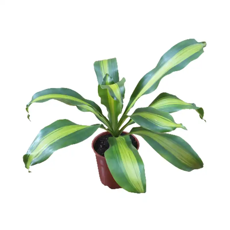 Dracena Und Fragrans