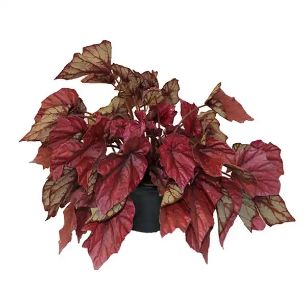 Begonia Beleafs Und