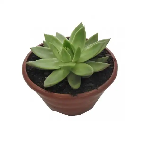 Echeveria Nat Und