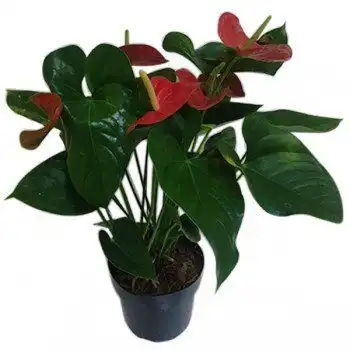 Anthurium Mini Million Flowers P09 Und Verm