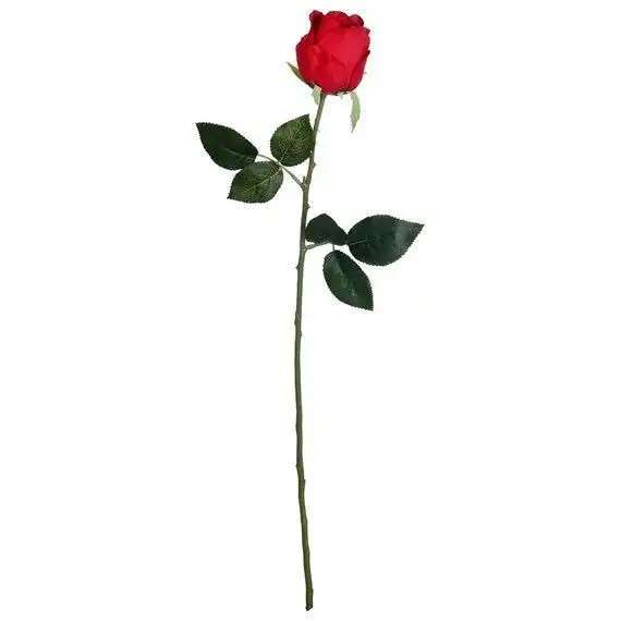 Rosa Haste Und