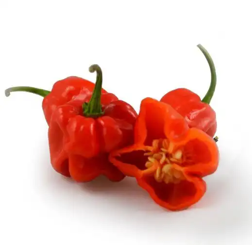 Pimenta Habanero Vermelha