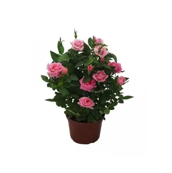Roseira Mini P13 Und
