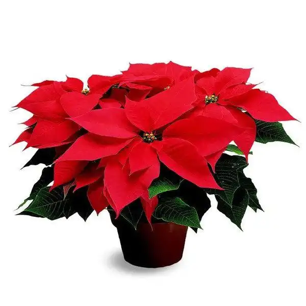 Poinsettia P14 Und