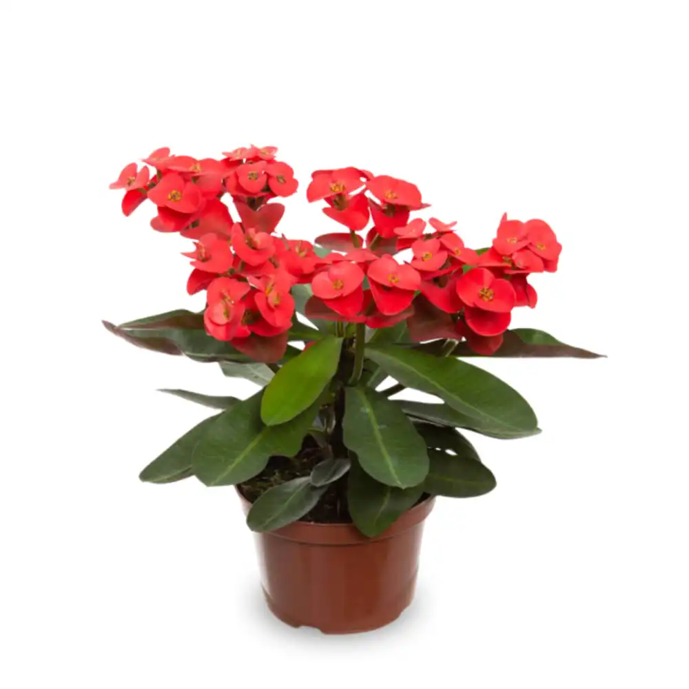 Euphorbia Milii Miliiana P11 Und