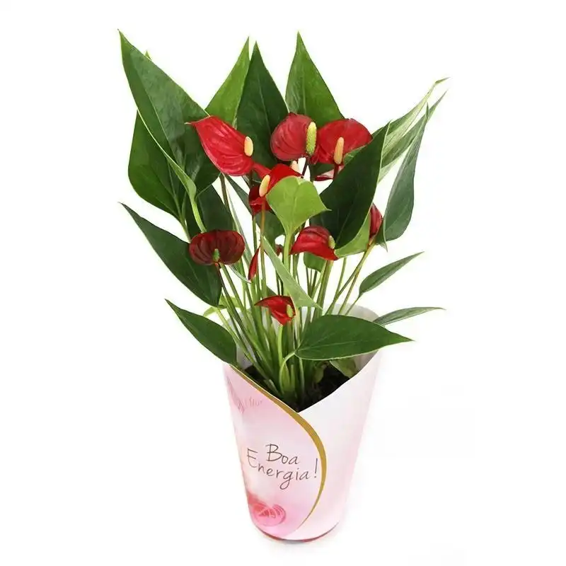 Anthurium Mini Million Flowers P09 Und Verm