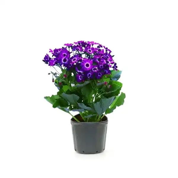 Cineraria Und
