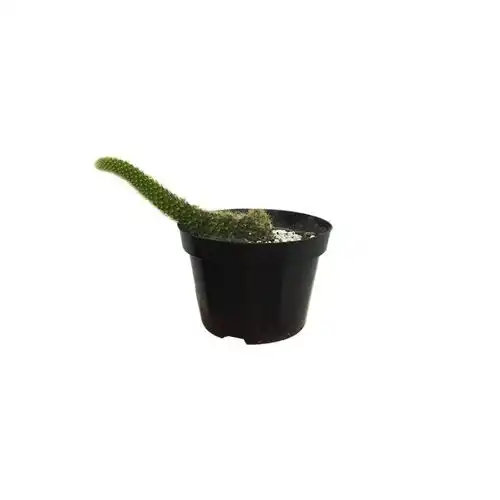 Cactus Rabo De Macaco Und