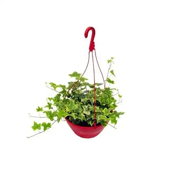 Hedera Variado Und