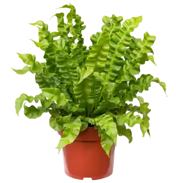 Asplenium Osaka Variado P14 Und