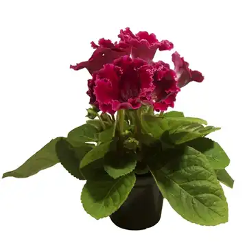 Gloxinia Und