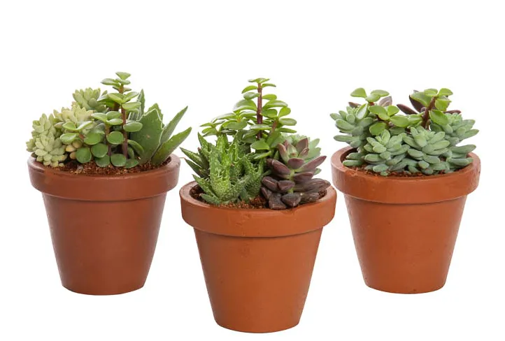 Coquetel Suculentas Vb P11