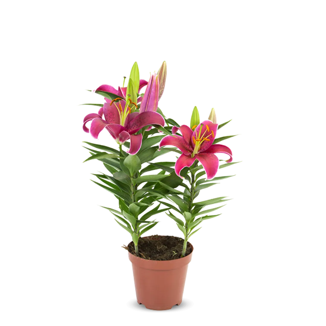 Lirio P16 Rosa Und
