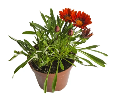 Muda De Flor De Jardim Und