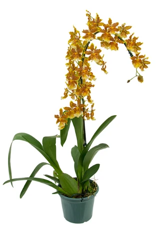 Orquidea Hawaiian Variado P14 Und