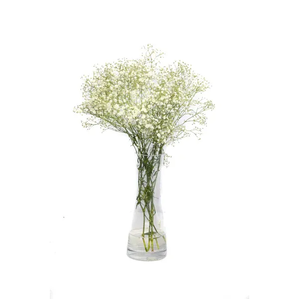 Gipsofila Cooperflora Maco Und