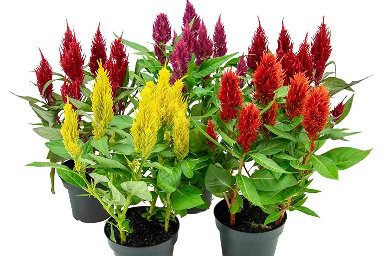 Celosia P14 Variado