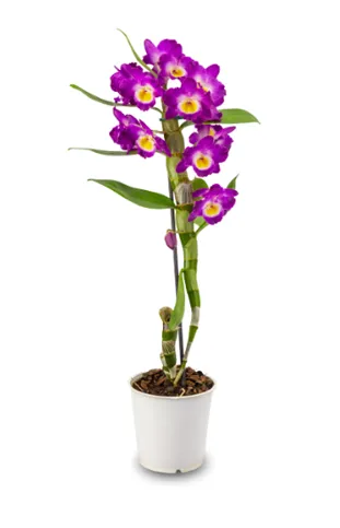 Orquidea Denphalaen P13