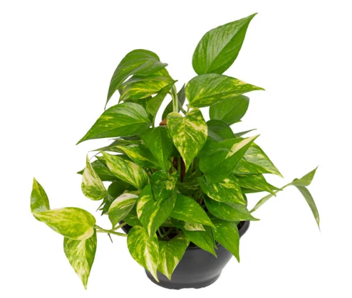 Jiboia Variado C21 Und