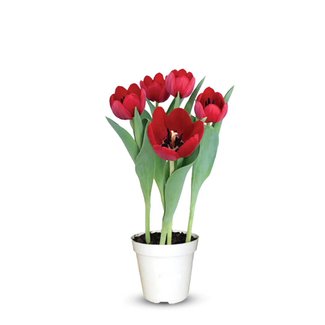 Bico Tulipa Vermelho Und Thermo Whip