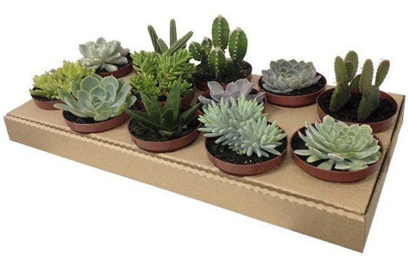 Suculentas e Cactus P11 Misto Decorado