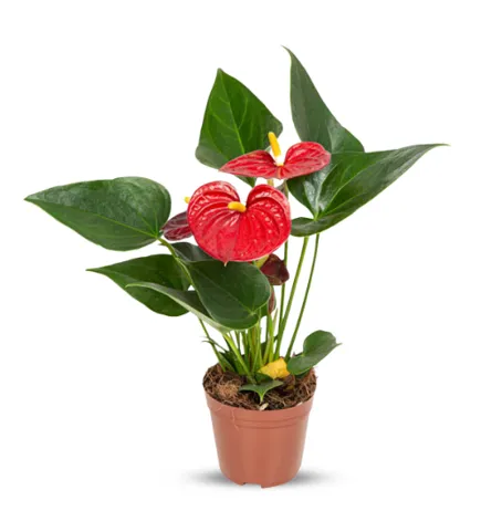 ANTHURIUM RED SUCCESS P09