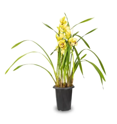 Cymbidium Und