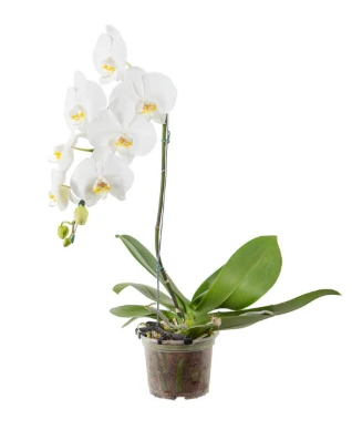 Phalaenopsis Cascata P15 Branco Min 8 Fls