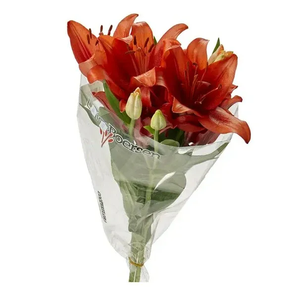 Lirio Variado Premium Cooperflora Maço Und