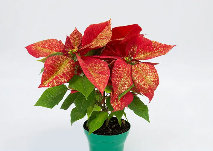 Poinsettia P14 Com Purpurina